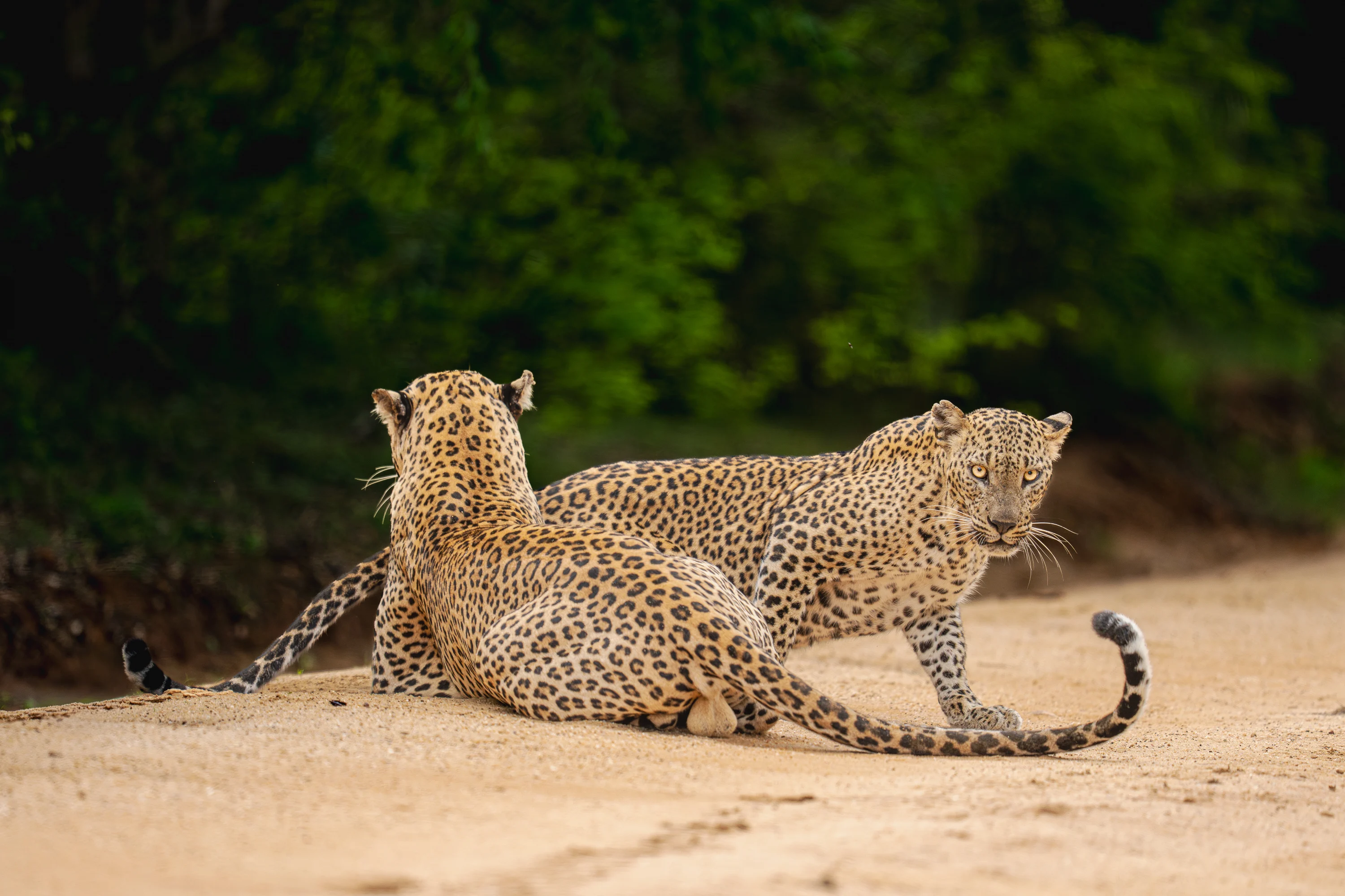 Sri Lanka Leopard Intensive gallery image 16